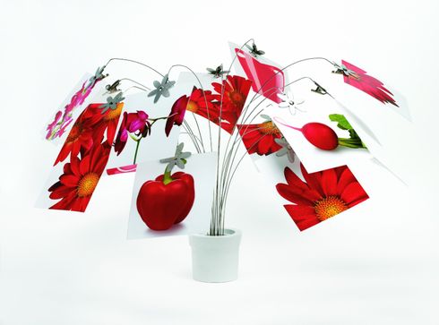 Petal Desktop Photo Organizer